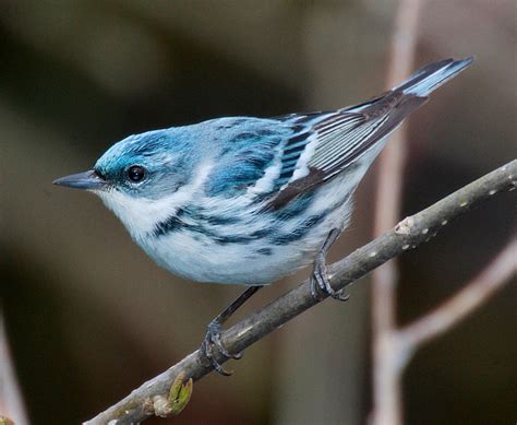 are birds rep